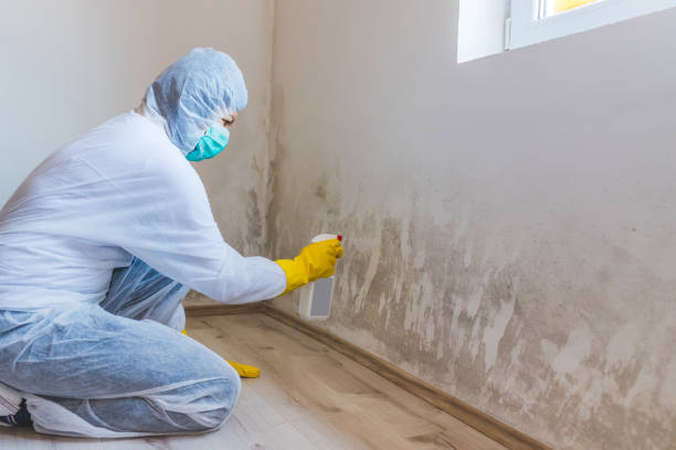 Mold Remediation specialist working in Laveen